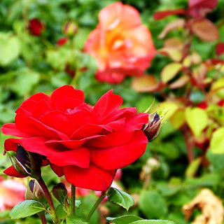 Strauchrose 'Ulmer Münster' (Rosa STR III)