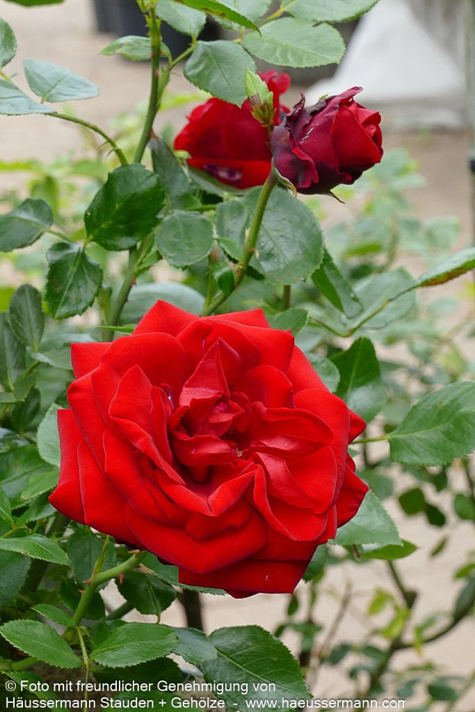Strauchrose 'Ulmer Münster' (Rosa  STR III)