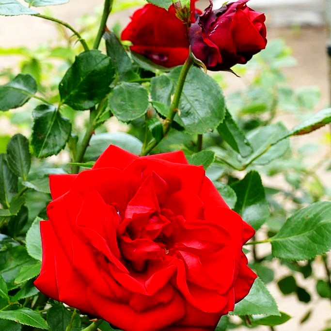 Strauchrose 'Ulmer Münster' (Rosa STR III)