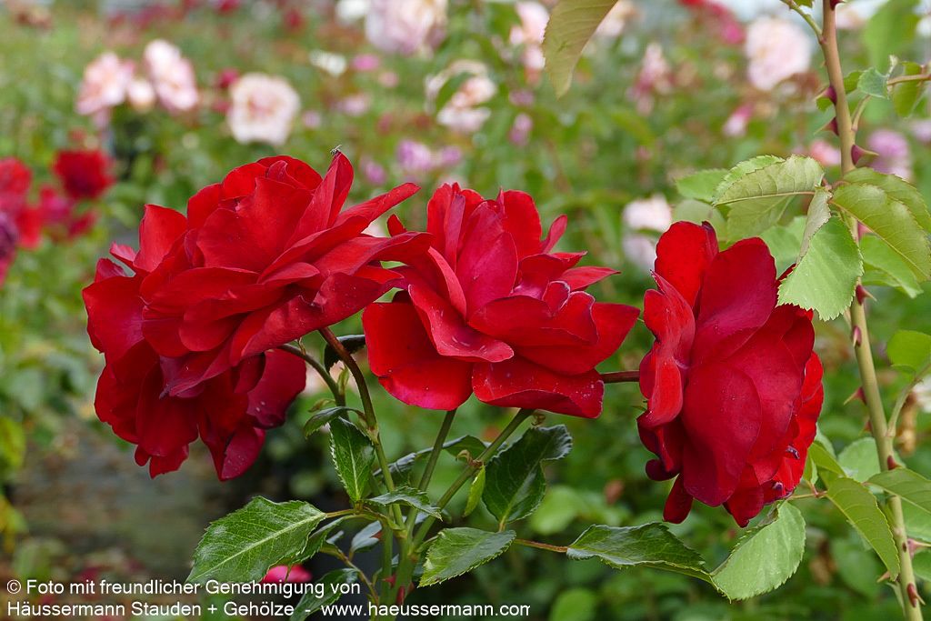 Strauchrose 'Ulmer Münster' (Rosa  STR III)