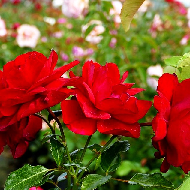 Strauchrose 'Ulmer Münster' (Rosa STR III)