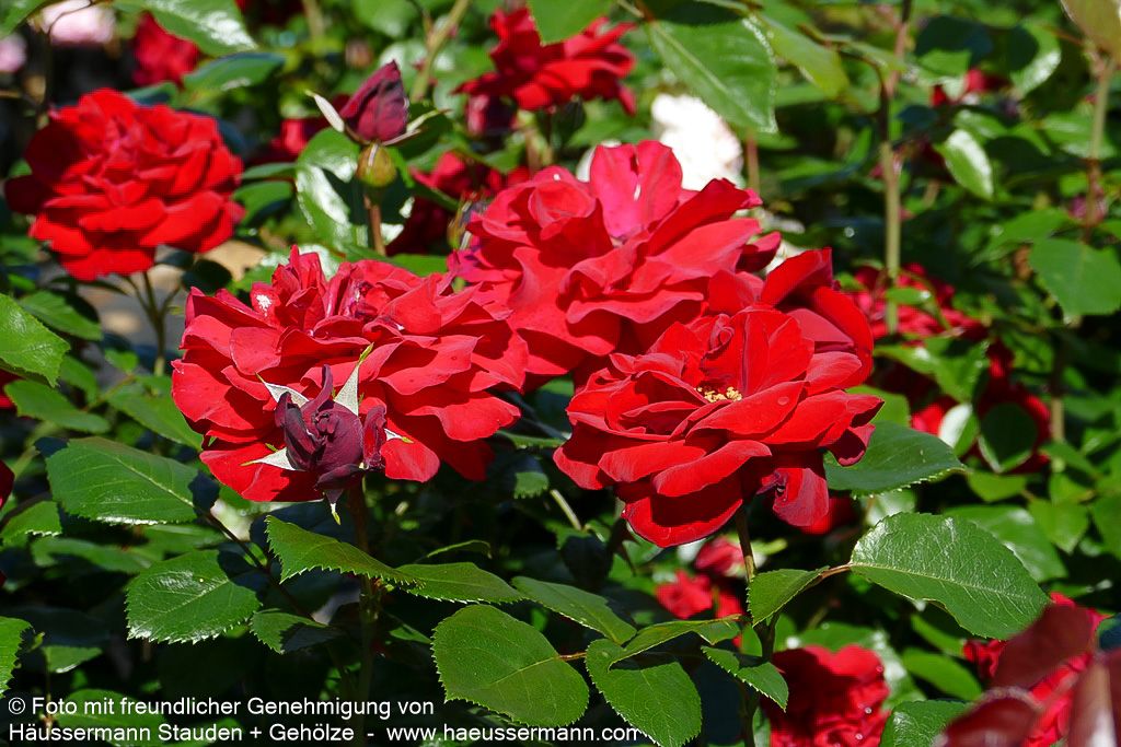 Strauchrose 'Ulmer Münster' (Rosa  STR III)