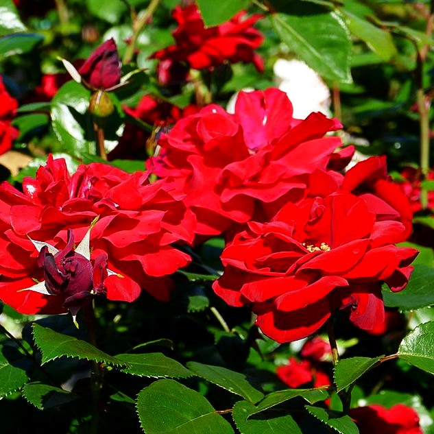 Strauchrose 'Ulmer Münster' (Rosa STR III)