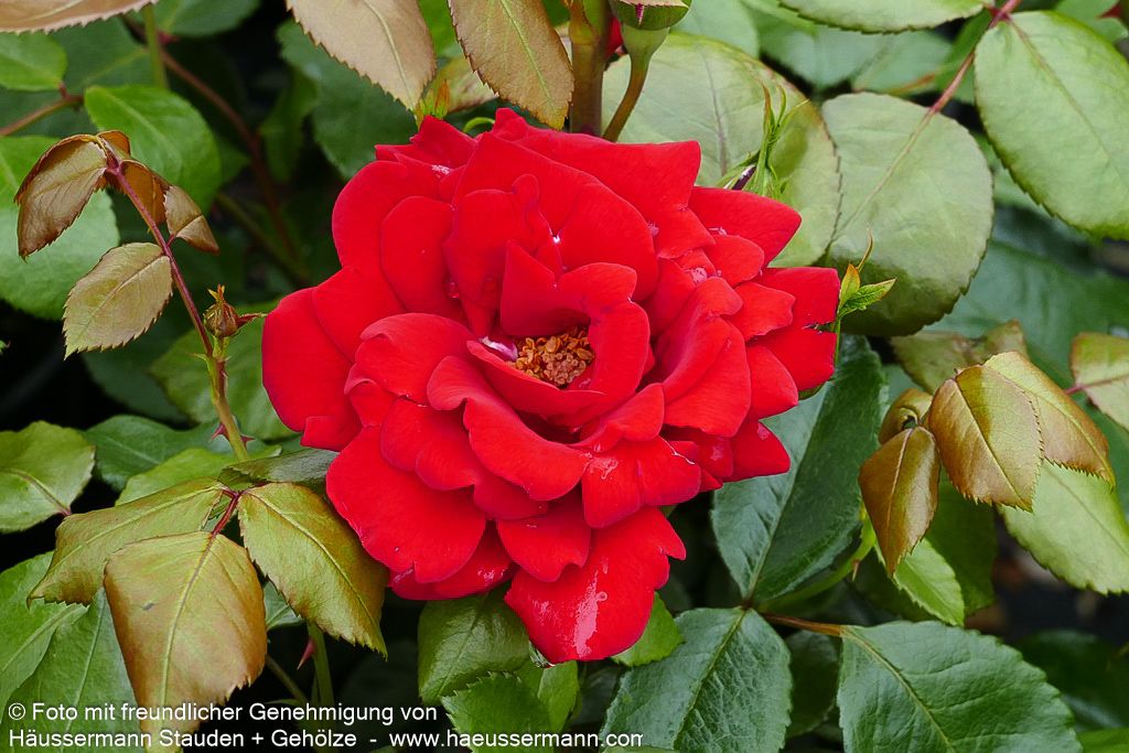 Strauchrose 'Ulmer Münster' (Rosa  STR III)