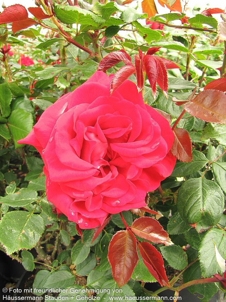 Strauchrose 'Ulmer Münster' (Rosa  STR III)