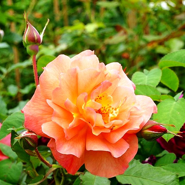 Strauchrose 'Westerland' -R- (Rosa STR III)