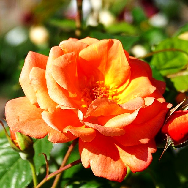 Strauchrose 'Westerland' -R- (Rosa STR III)