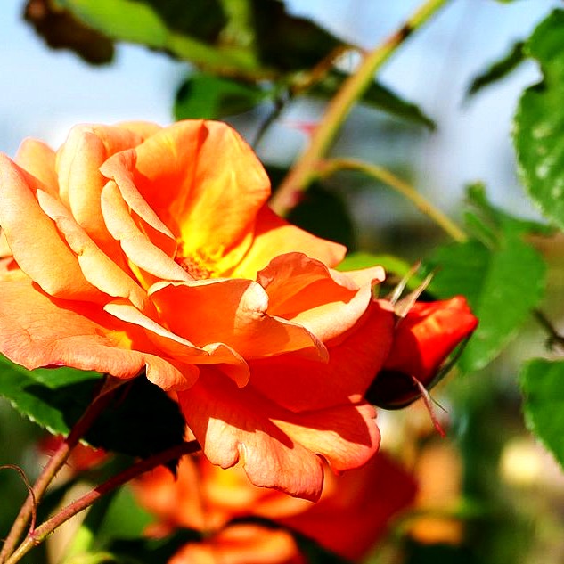 Strauchrose 'Westerland' -R- (Rosa STR III)