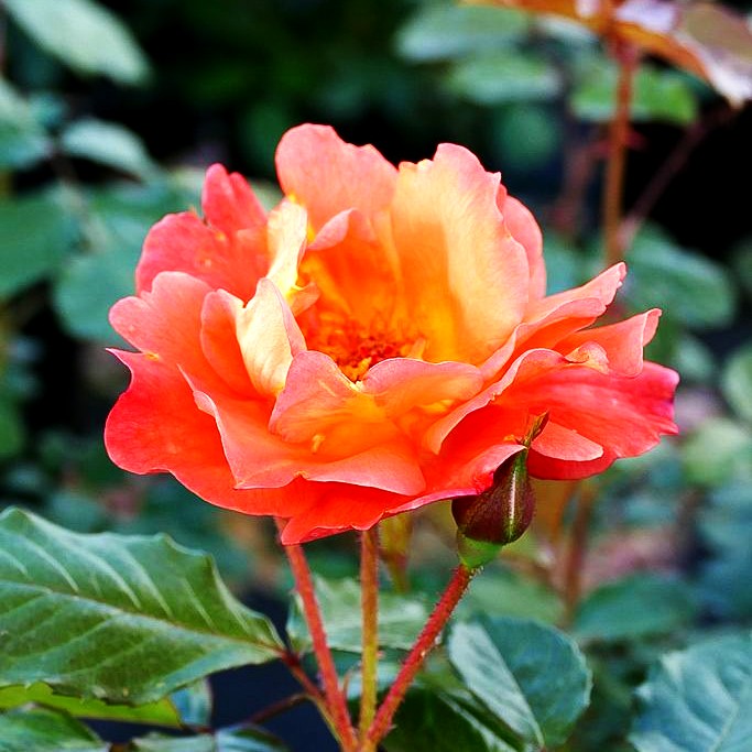 Strauchrose 'Westerland' -R- (Rosa STR III)