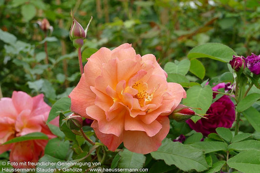 Strauchrose 'Westerland'  -R- 'Westerland' (Rosa  STR III)