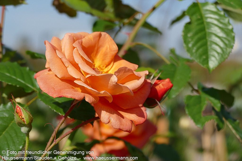 Strauchrose 'Westerland'  -R- 'Westerland' (Rosa  STR III)