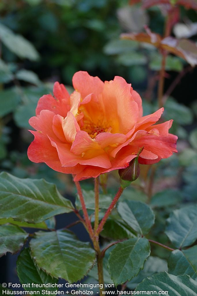 Strauchrose 'Westerland'  -R- 'Westerland' (Rosa  STR III)