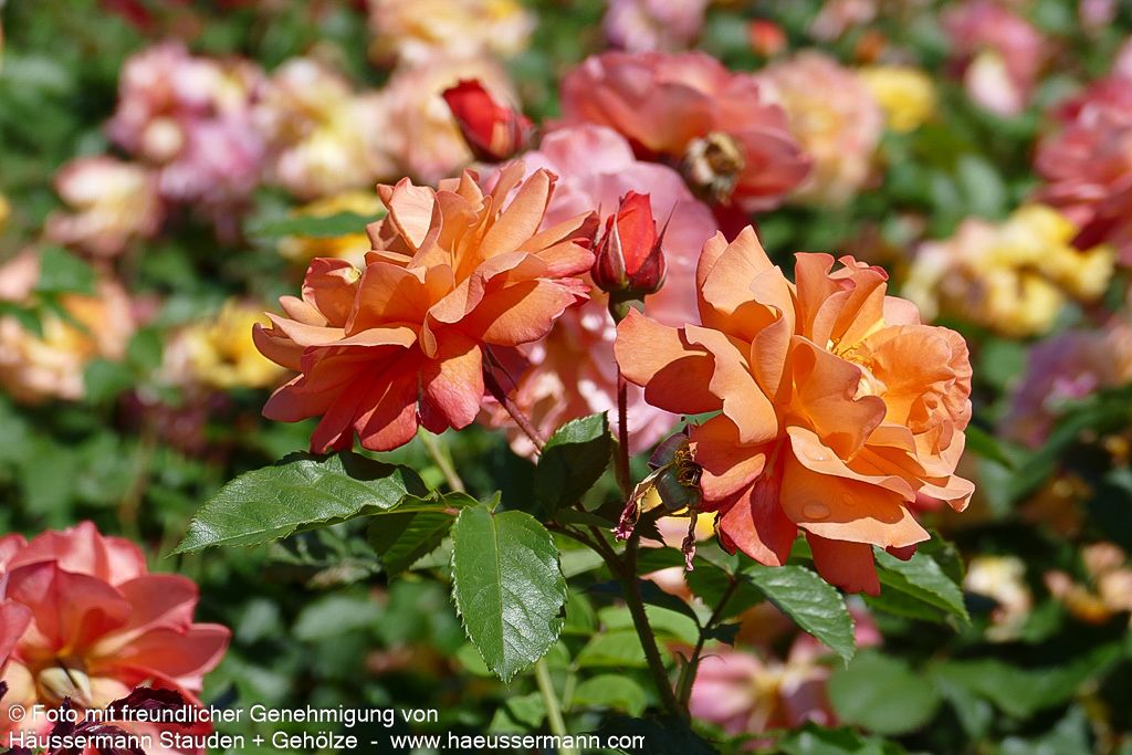 Strauchrose 'Westerland'  -R- 'Westerland' (Rosa  STR III)