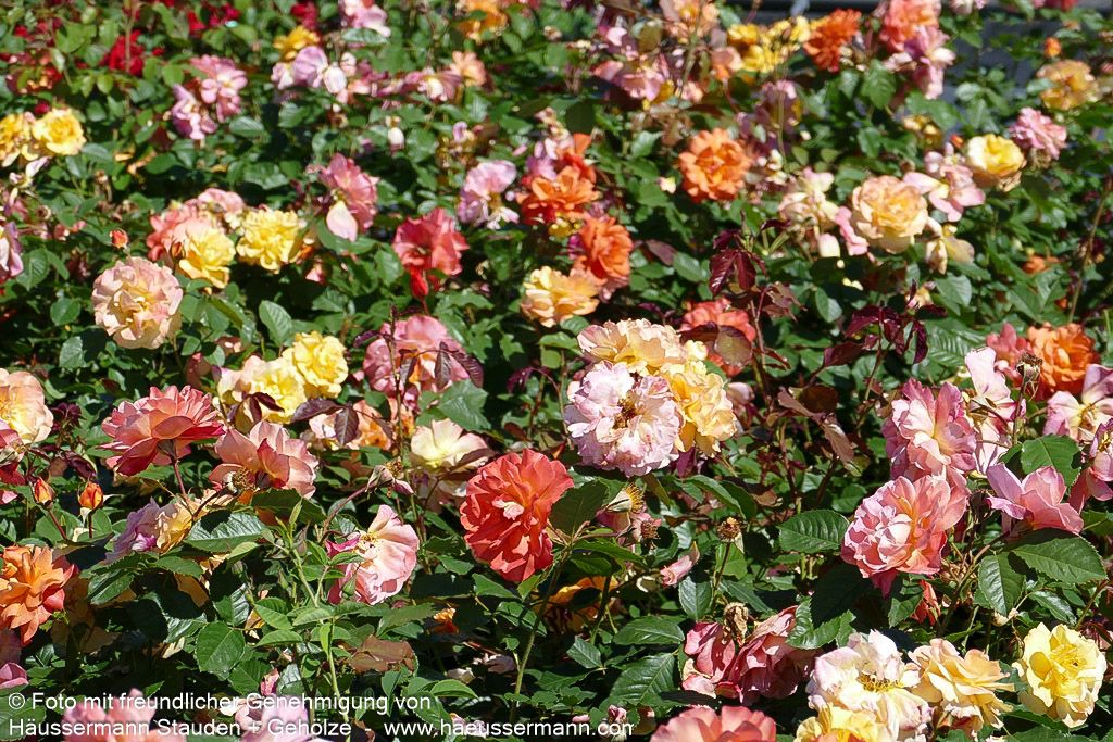 Strauchrose 'Westerland'  -R- 'Westerland' (Rosa  STR III)