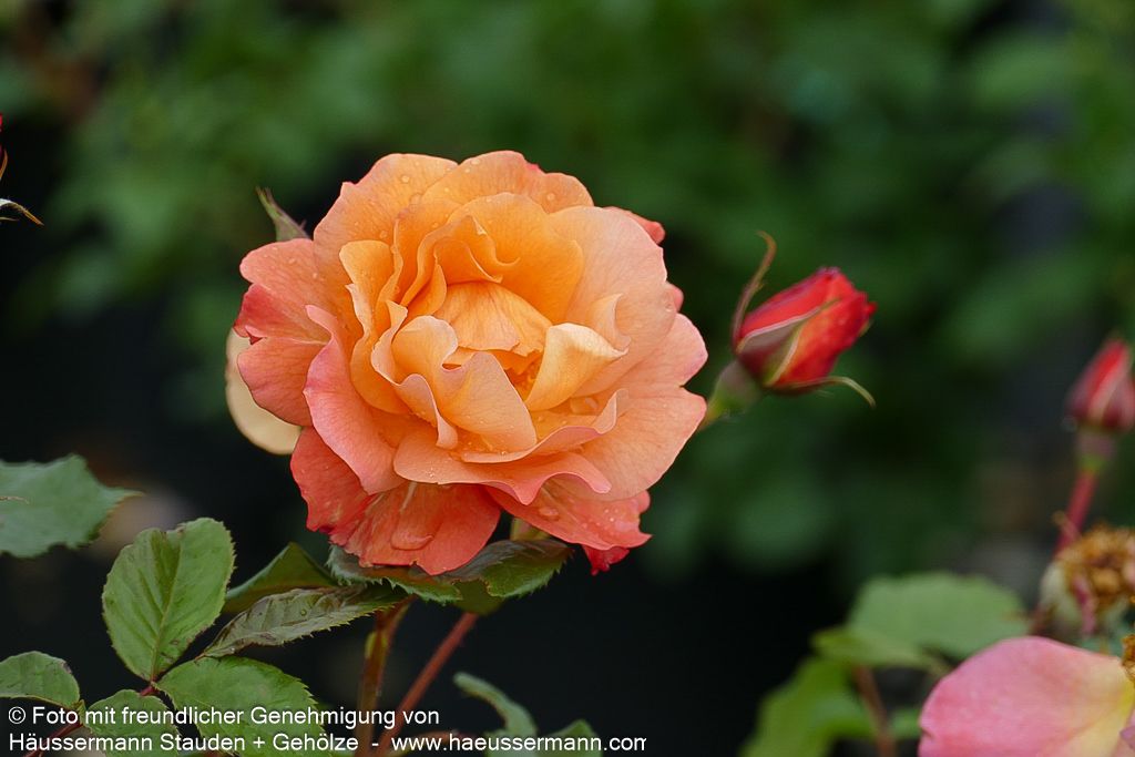 Strauchrose 'Westerland'  -R- 'Westerland' (Rosa  STR III)