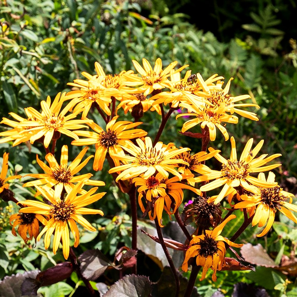 Strauß-Goldkolben 'Britt-Marie Crawford' (Ligularia dentata)