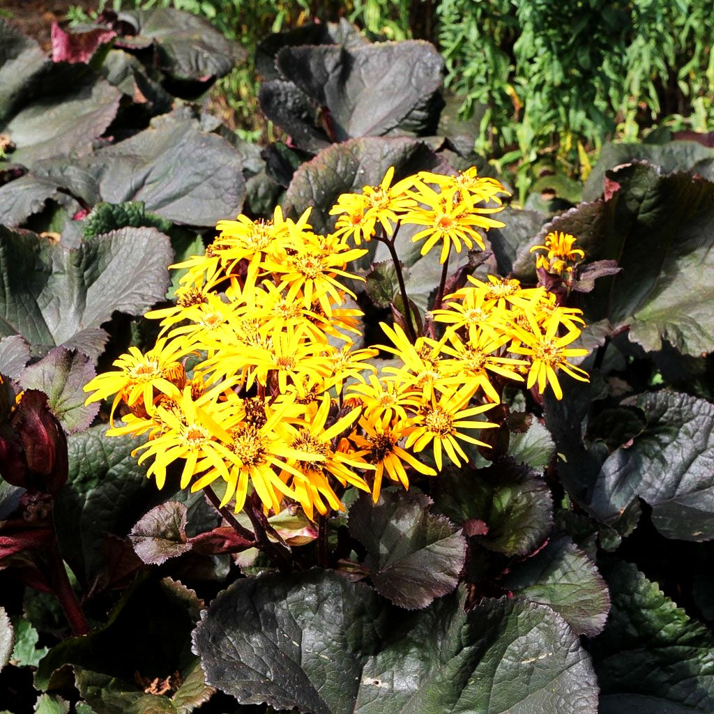 Strauß-Goldkolben 'Britt-Marie Crawford' (Ligularia dentata)