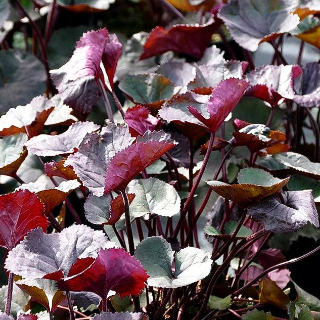 Strauß-Goldkolben 'Britt-Marie Crawford' (Ligularia dentata)