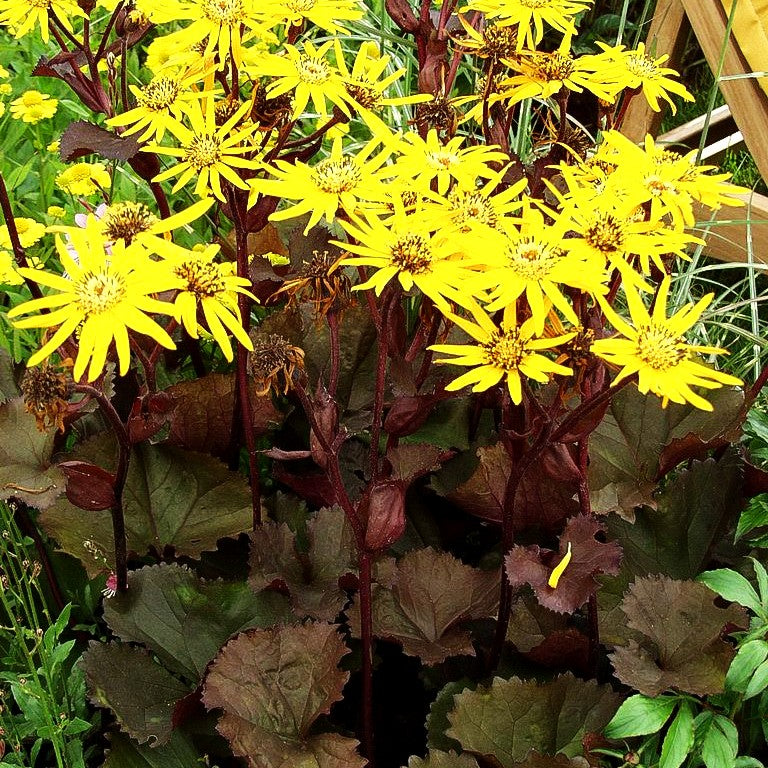Strauß-Goldkolben 'Britt-Marie Crawford' (Ligularia dentata)