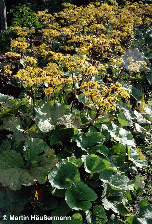 Strauß-Goldkolben 'Desdemona' (Ligularia dentata)