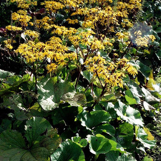 Strauß-Goldkolben 'Desdemona' (Ligularia dentata)