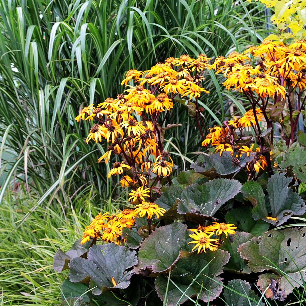 Strauß-Goldkolben 'Desdemona' (Ligularia dentata)