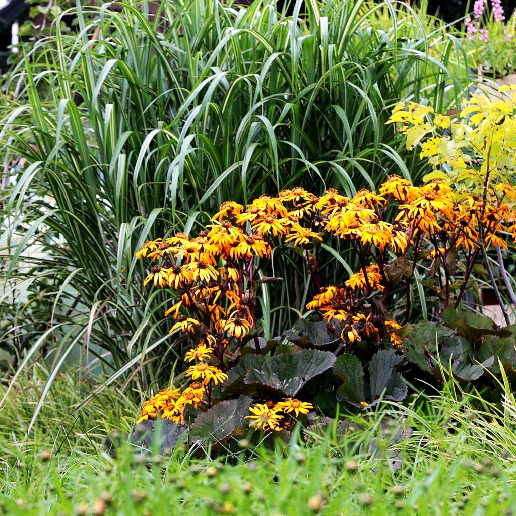 Strauß-Goldkolben 'Desdemona' (Ligularia dentata)