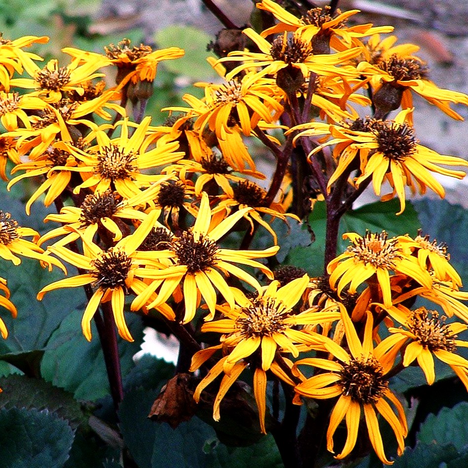 Strauß-Goldkolben 'Desdemona' (Ligularia dentata)