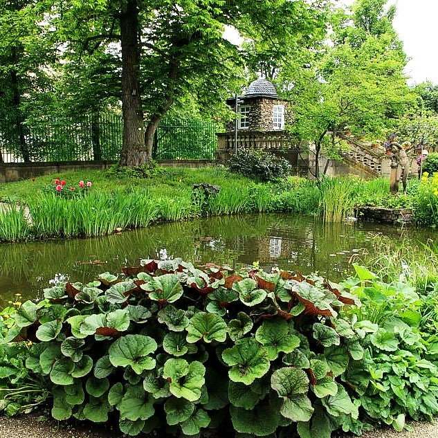 Strauß-Goldkolben 'Desdemona' (Ligularia dentata)