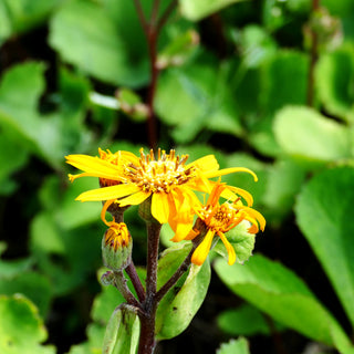 Strauß-Goldkolben (Ligularia dentata)