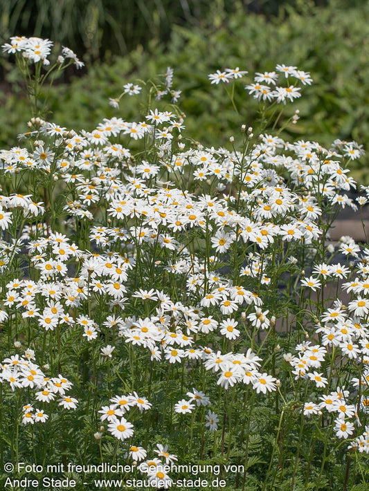Strauß-Margerite (Tanacetum corymbosum)