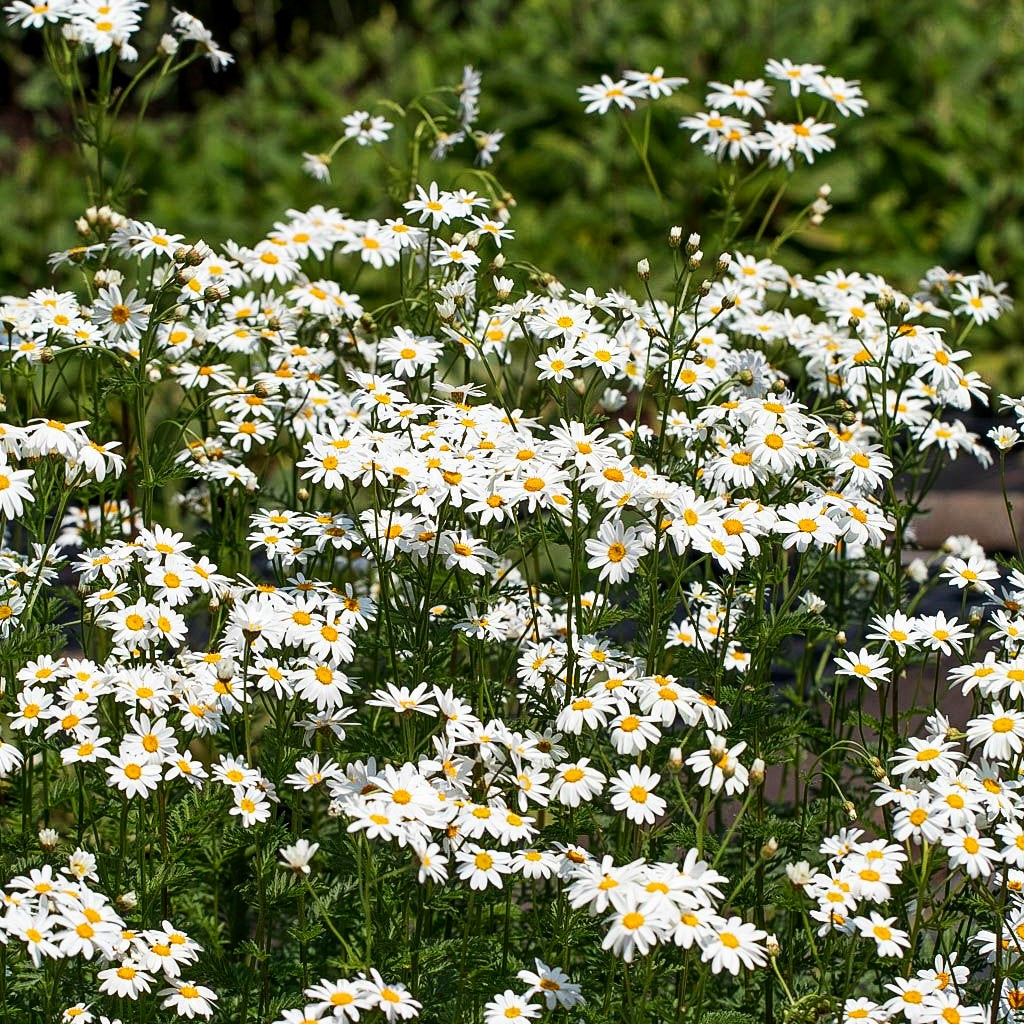 Strauß-Margerite (Tanacetum corymbosum)