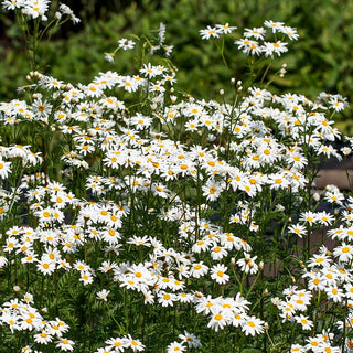 Strauß-Margerite (Tanacetum corymbosum)