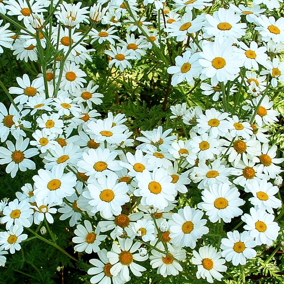Strauß-Margerite (Tanacetum corymbosum)