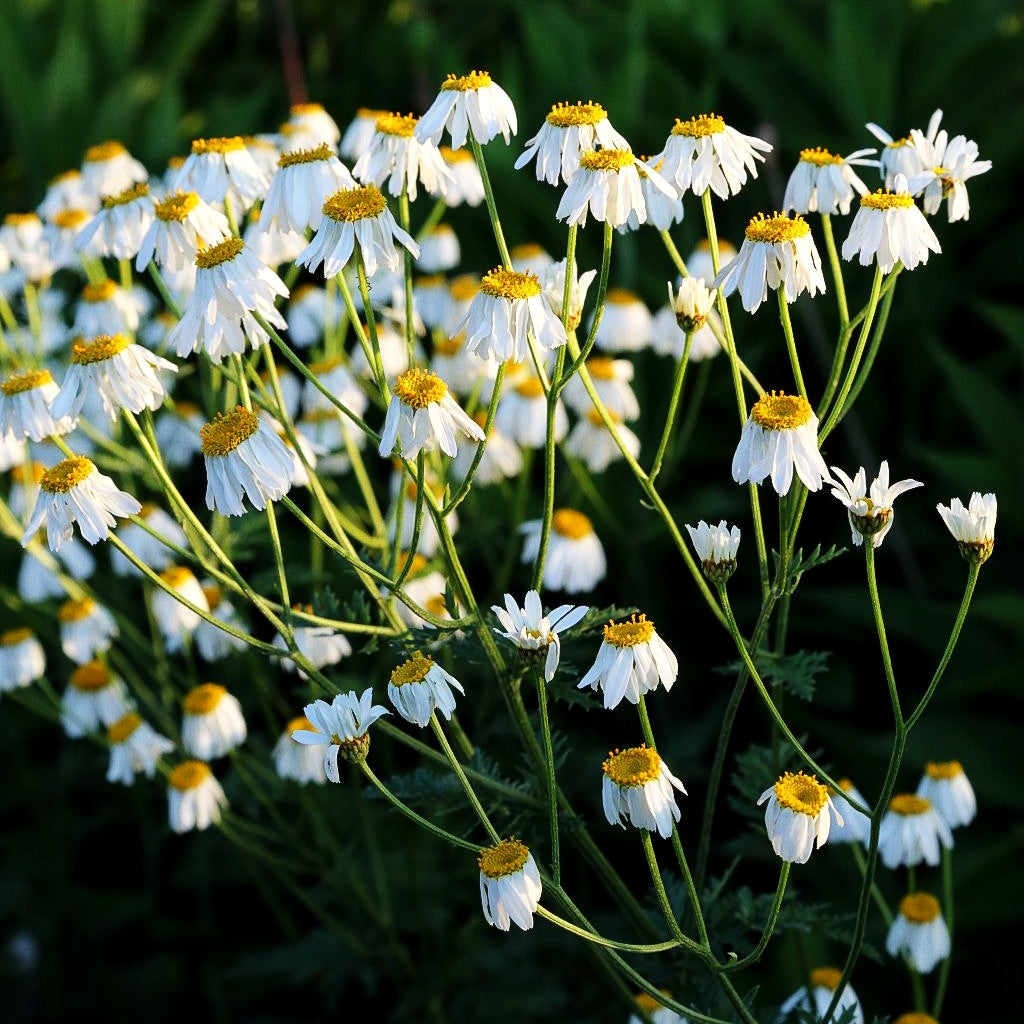 Strauß-Margerite (Tanacetum corymbosum)