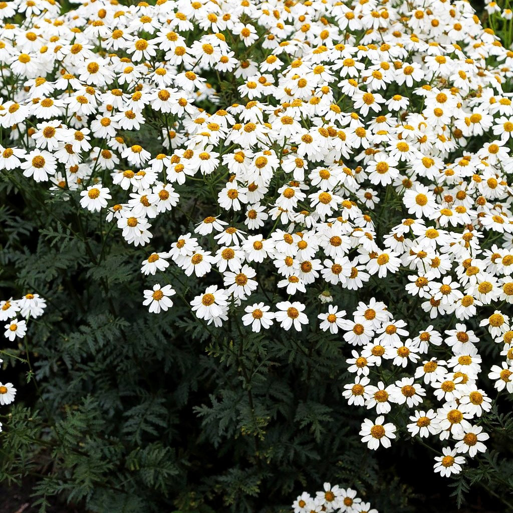 Strauß-Margerite (Tanacetum corymbosum)