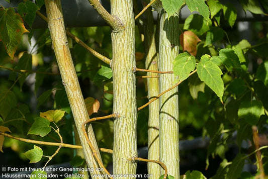 Streifen-Ahorn (Acer davidii)