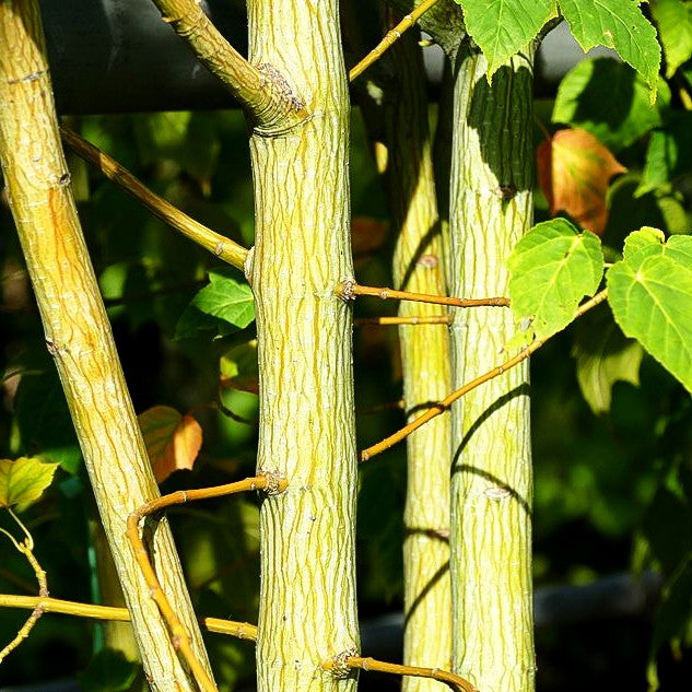 Streifen-Ahorn (Acer davidii)