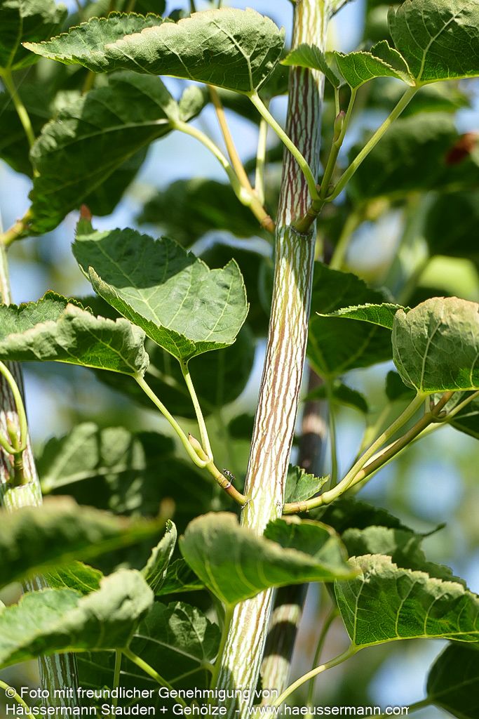 Streifen-Ahorn (Acer davidii)