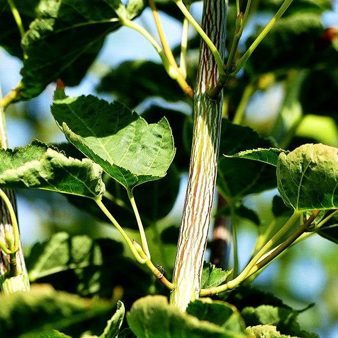 Streifen-Ahorn (Acer davidii)