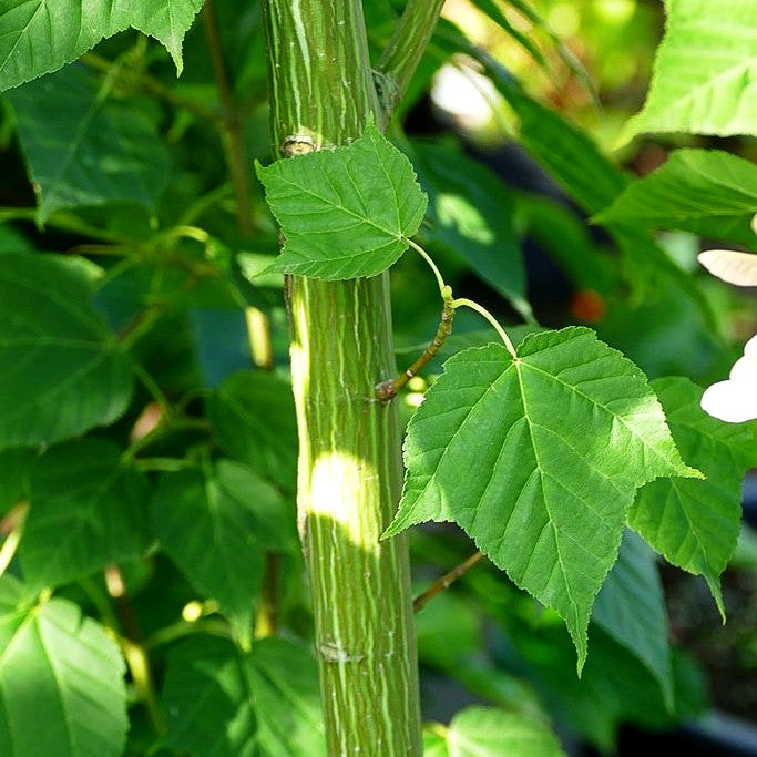 Streifen-Ahorn (Acer davidii)