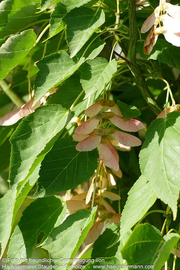 Streifen-Ahorn (Acer davidii)
