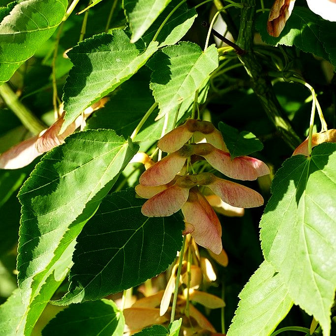 Streifen-Ahorn (Acer davidii)