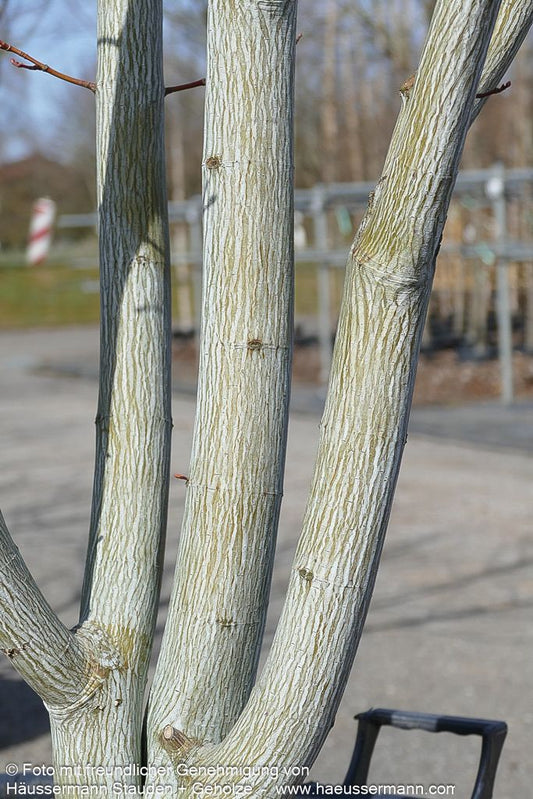 Streifen-Ahorn 'Viper' (Acer davidii)