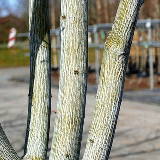 Streifen-Ahorn 'Viper' (Acer davidii)