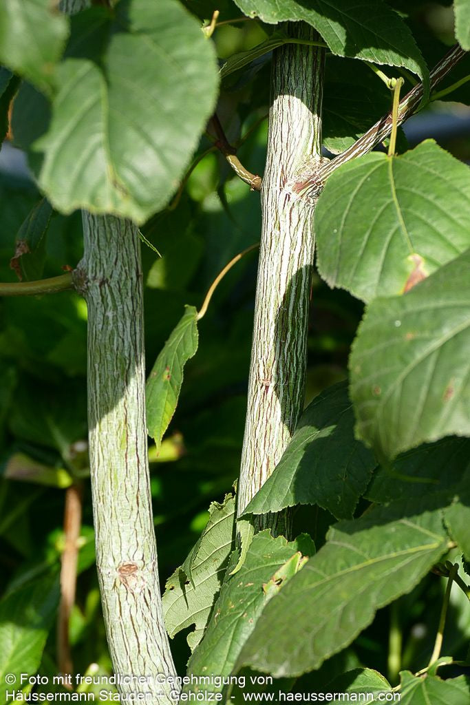 Streifen-Ahorn 'Viper' (Acer davidii)