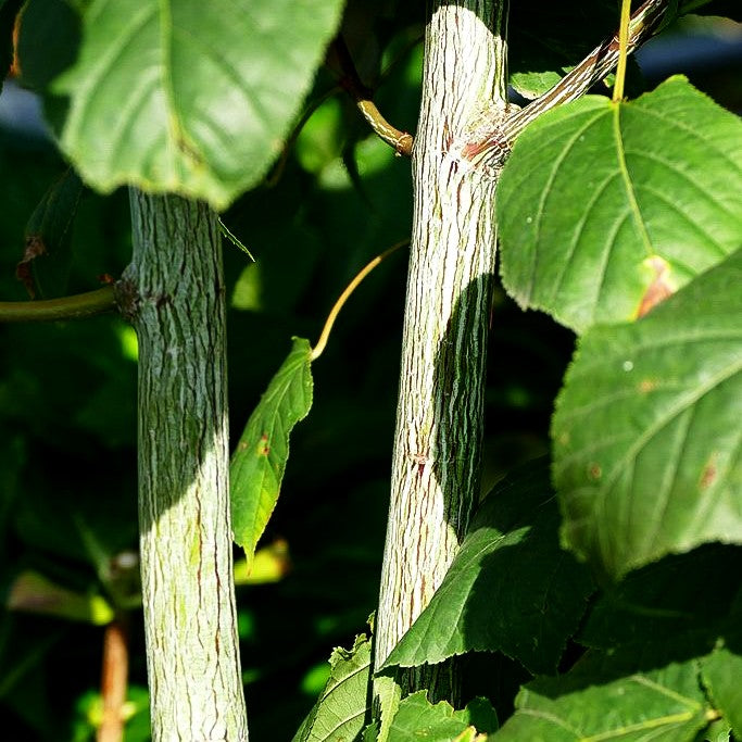 Streifen-Ahorn 'Viper' (Acer davidii)
