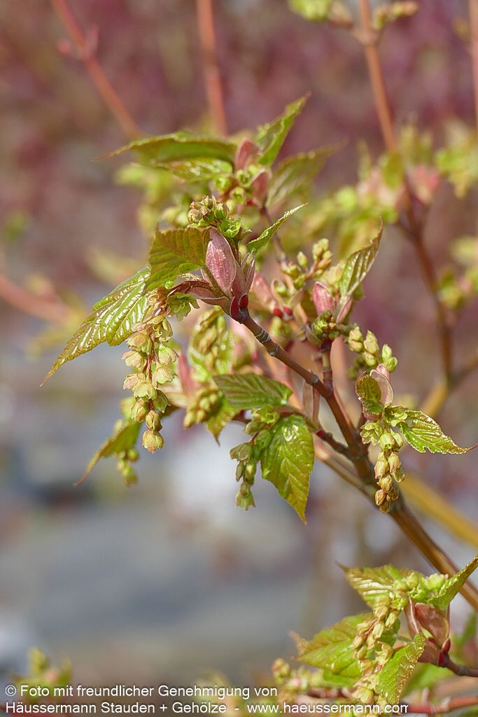 Streifen-Ahorn 'Viper' (Acer davidii)