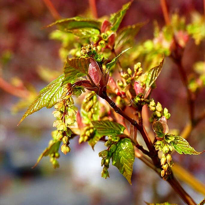 Streifen-Ahorn 'Viper' (Acer davidii)