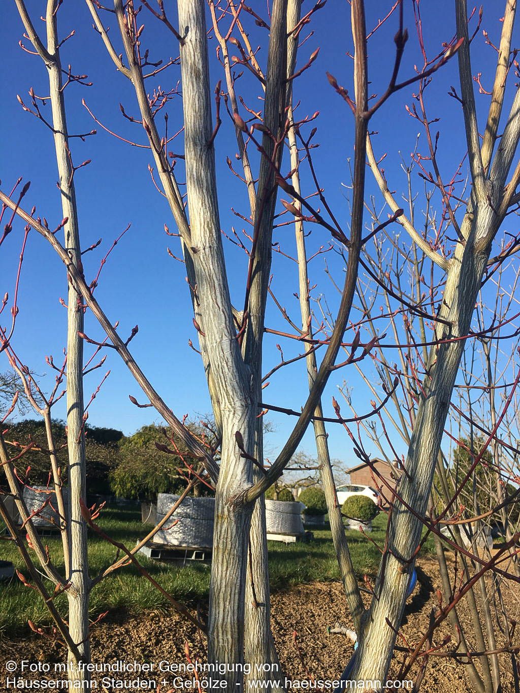 Streifen-Ahorn 'Viper' (Acer davidii)